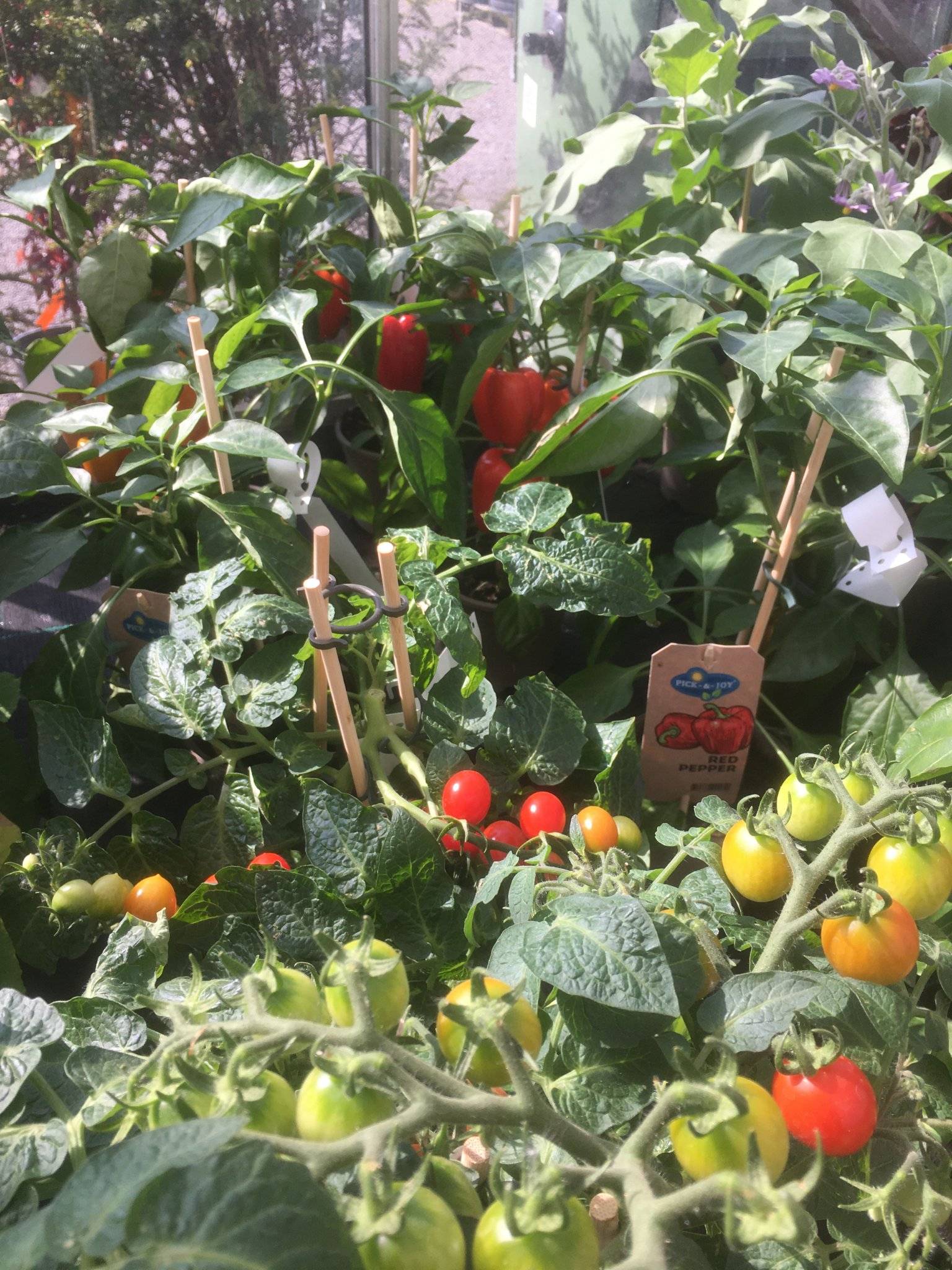 Rode pepers, paprika planten