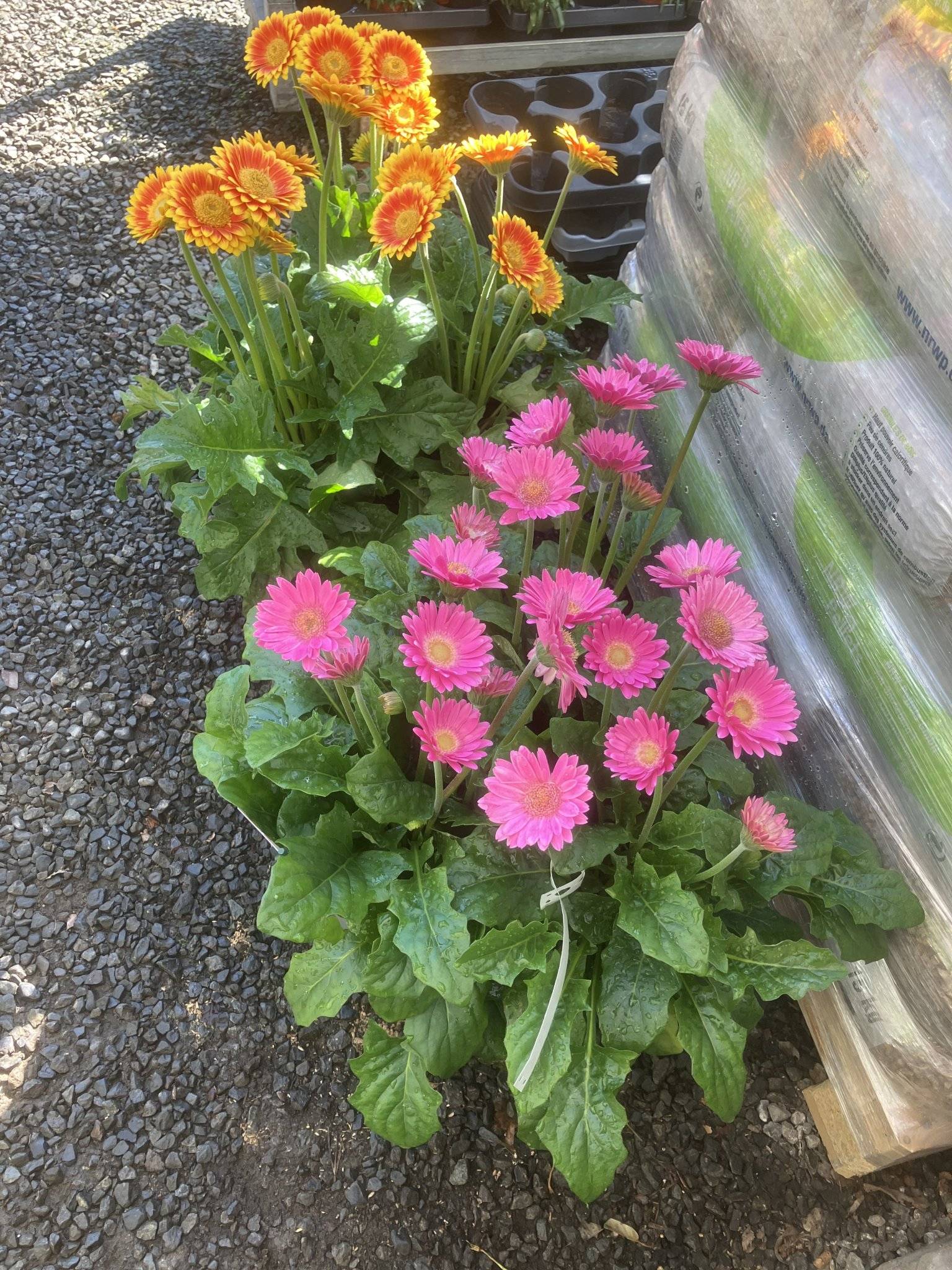 Terrasplant: gerbera&rsquo;s