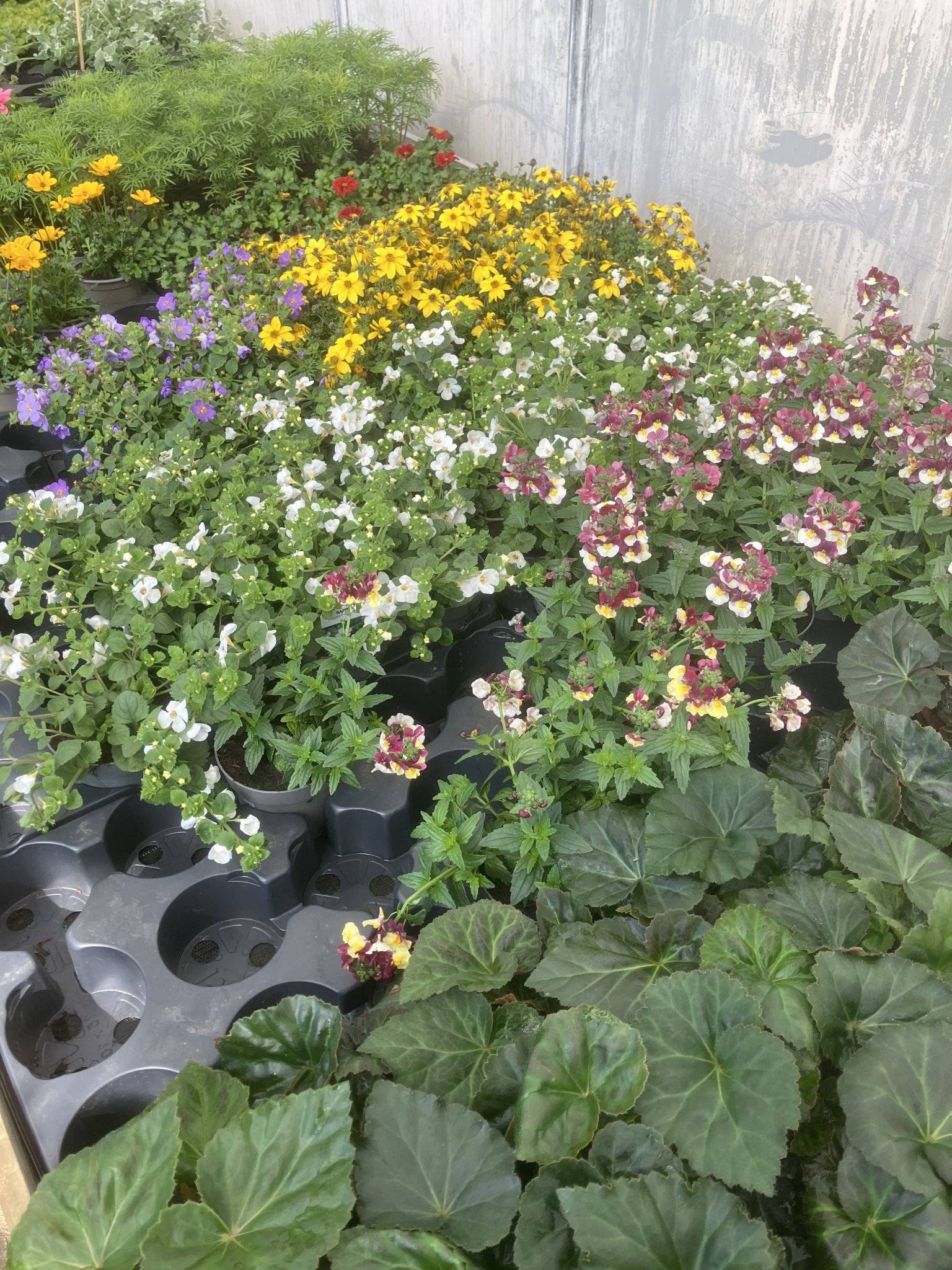 Nemesia, bacopa, bidens