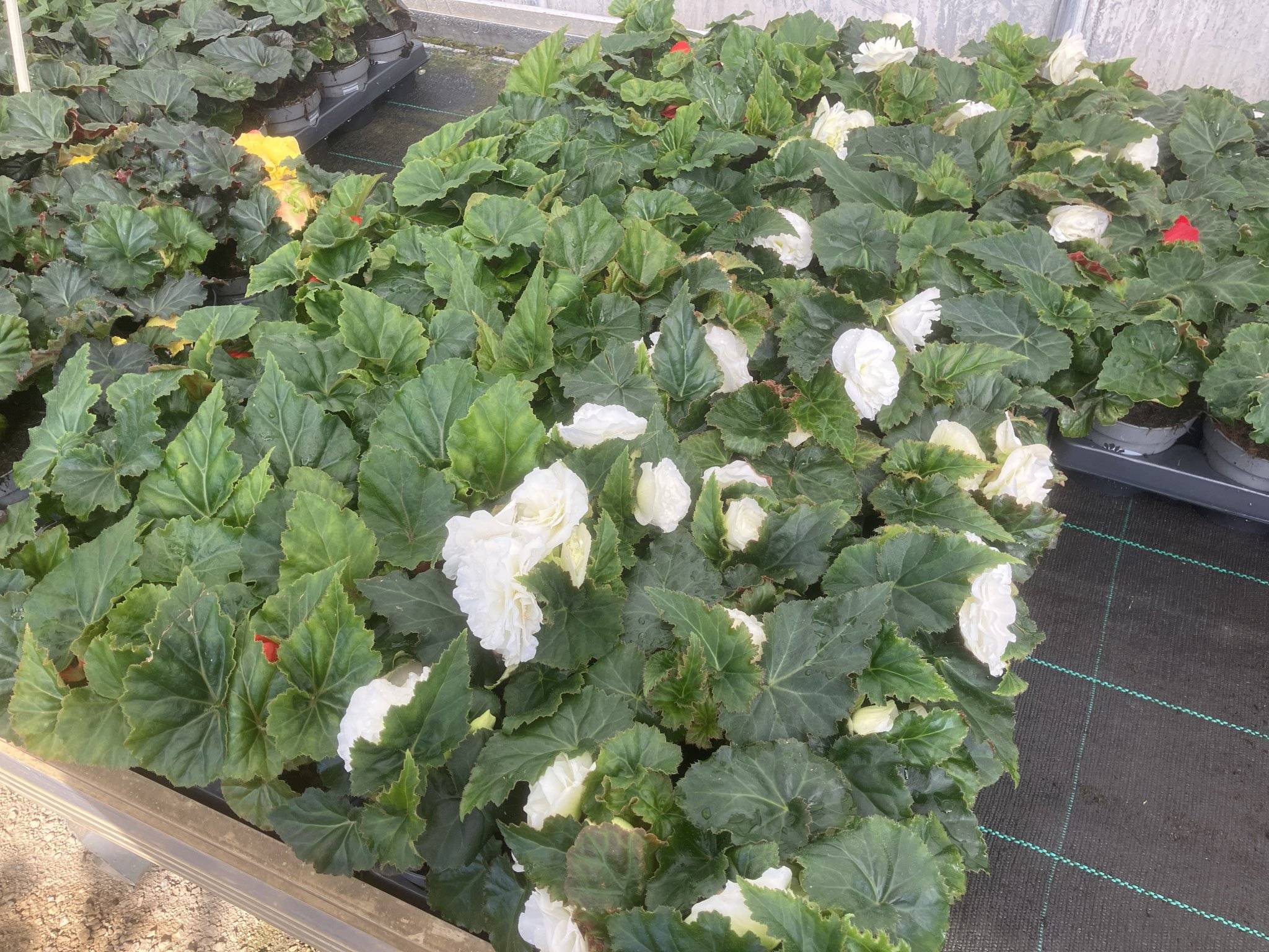 Knolbegonia&rsquo;s