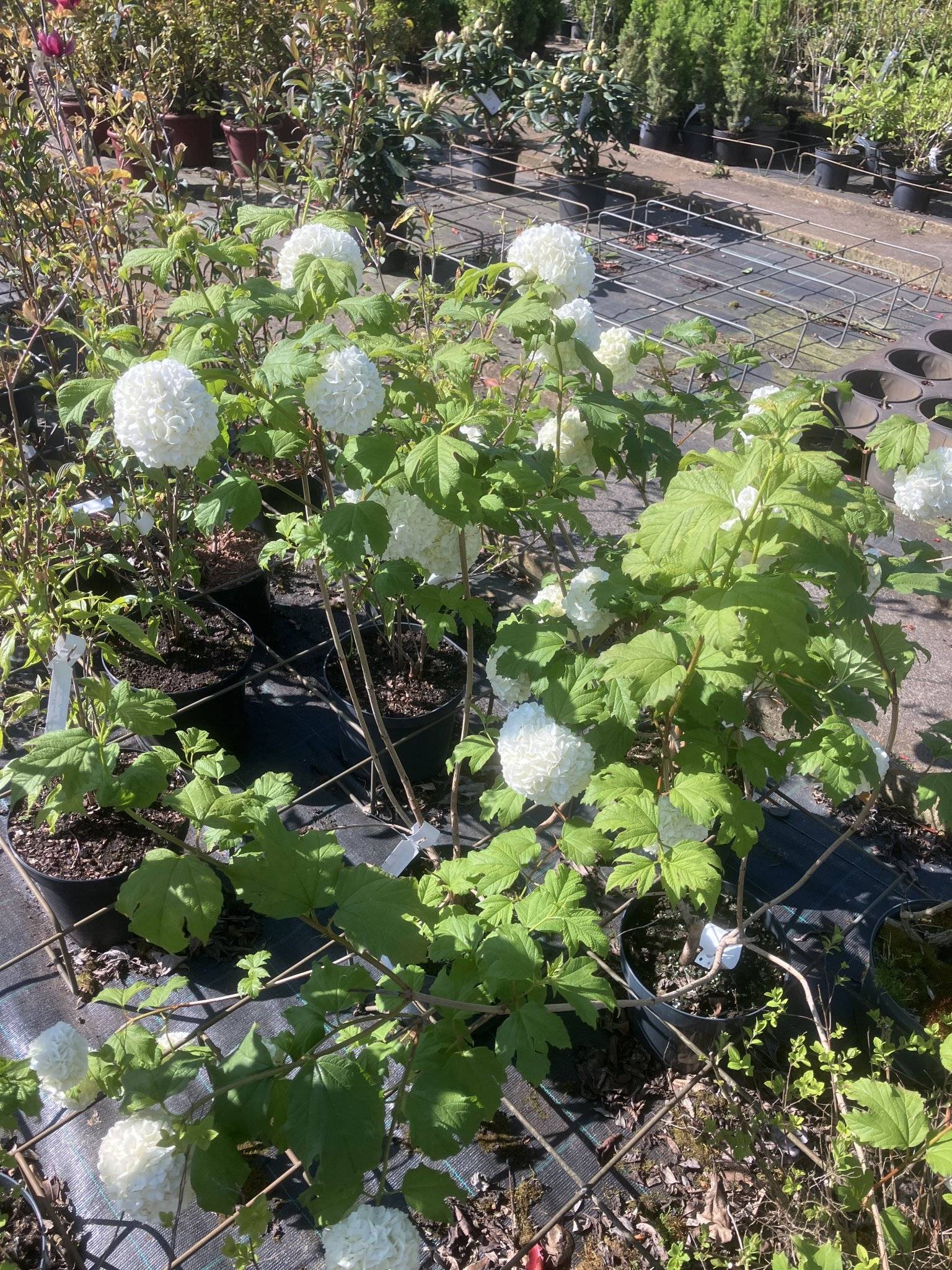 Viburnum opulus, sneeuwbal