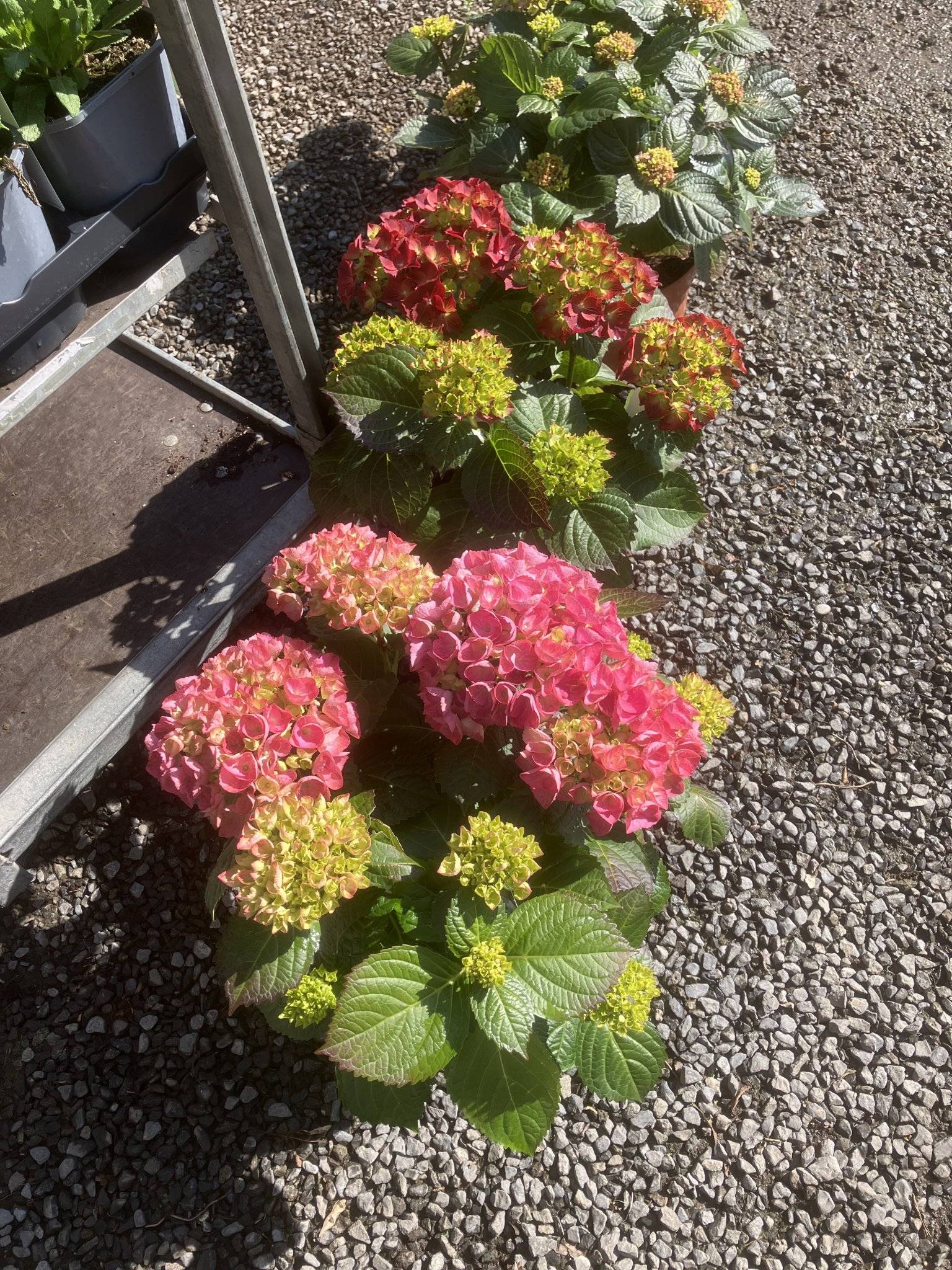 Hortensia&rsquo;s