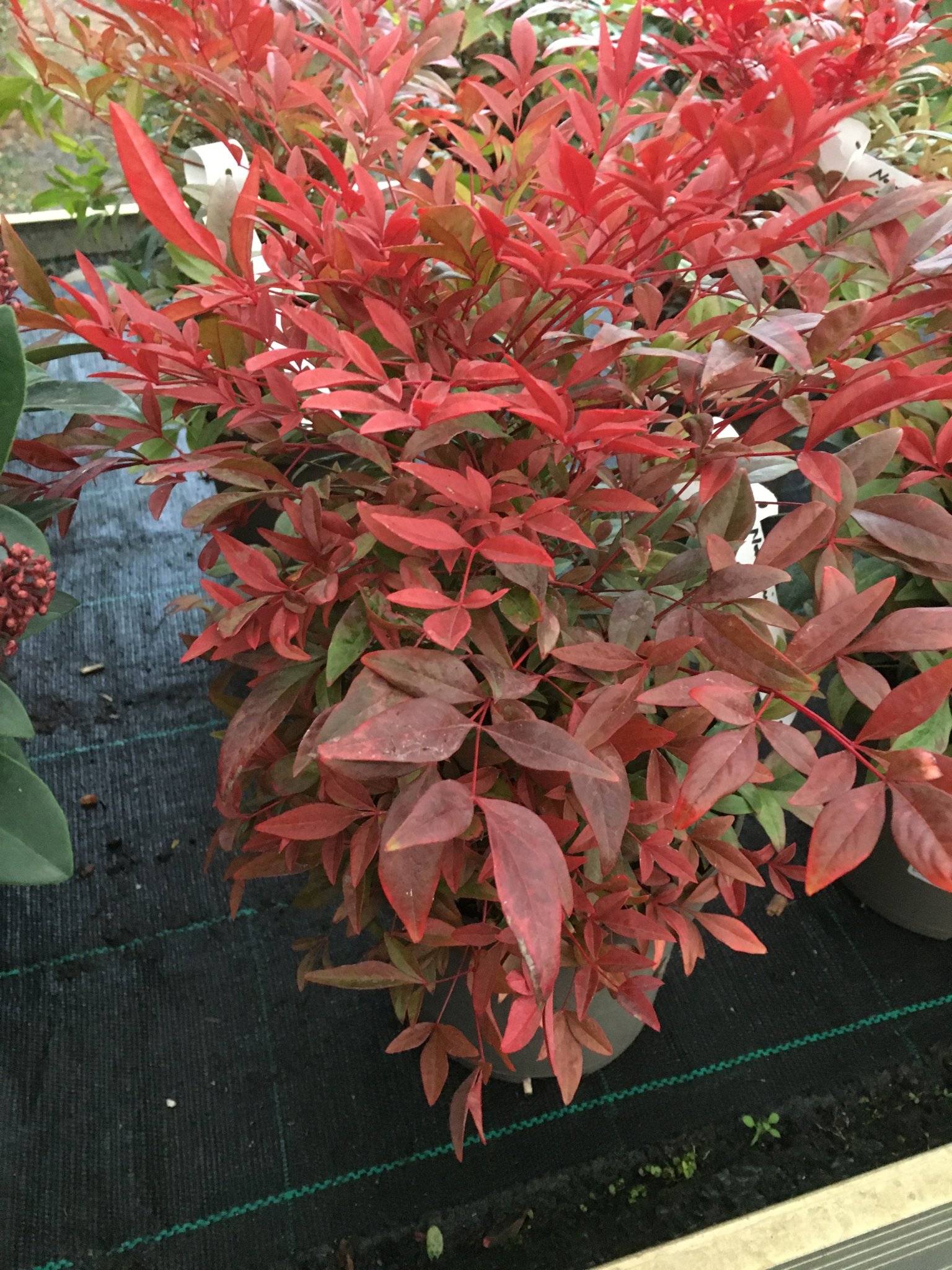 Nandina domestica