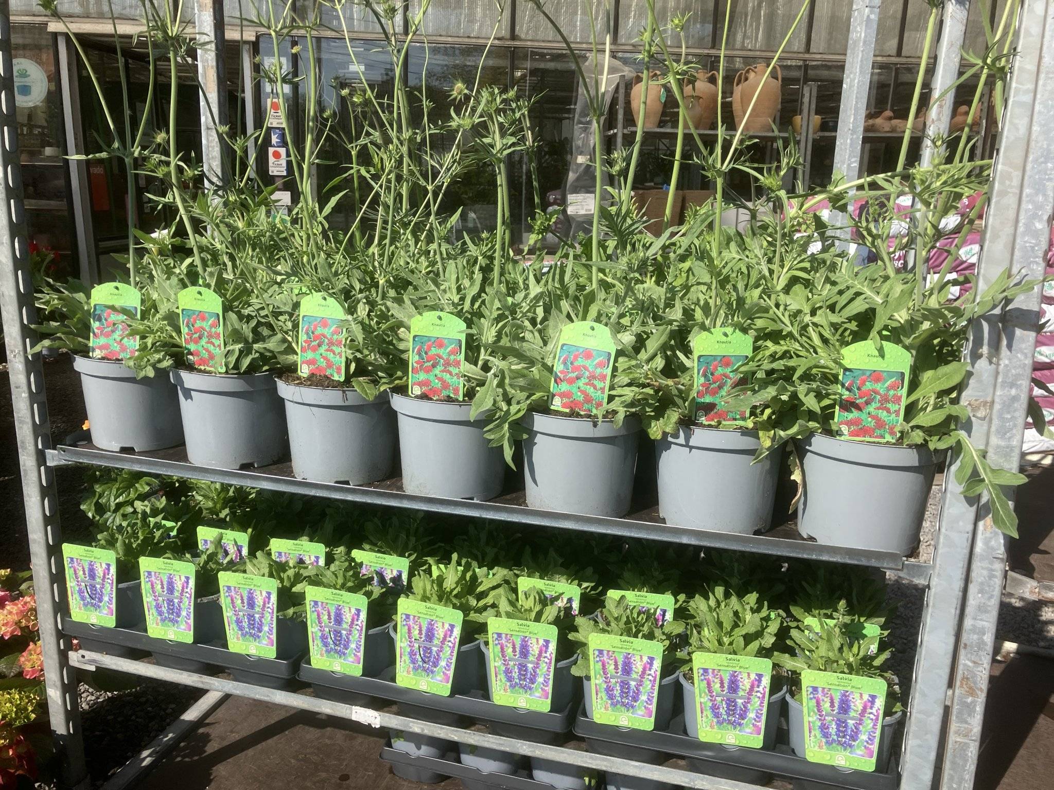 Vaste planten