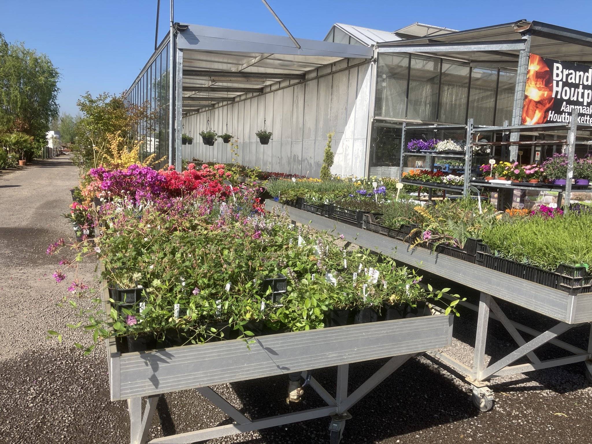 Vaste planten en tuinazalea&rsquo;s