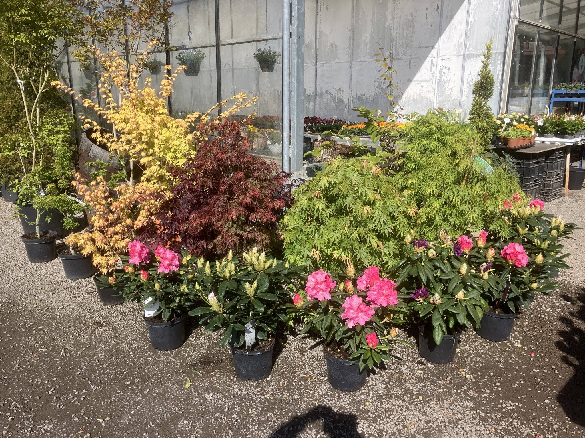 Acers en Rhododendrons