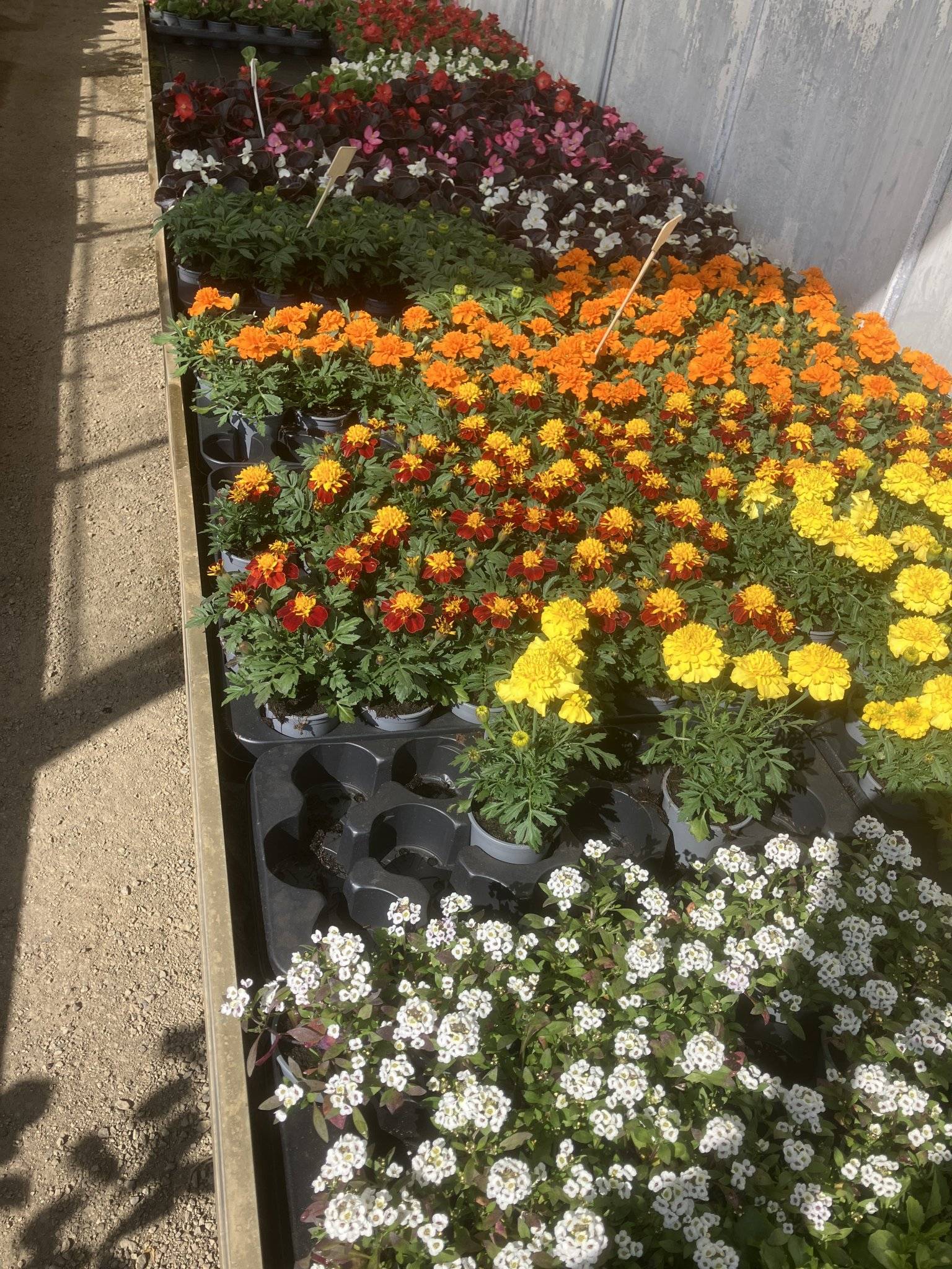 Perkplanten