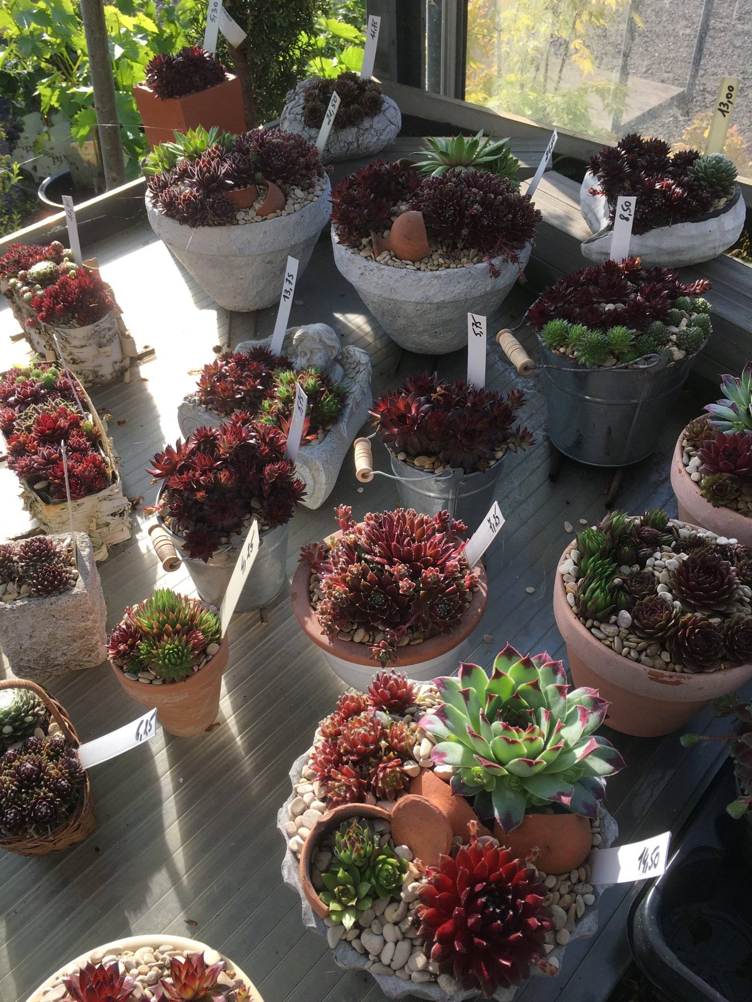 Sempervivum creaties