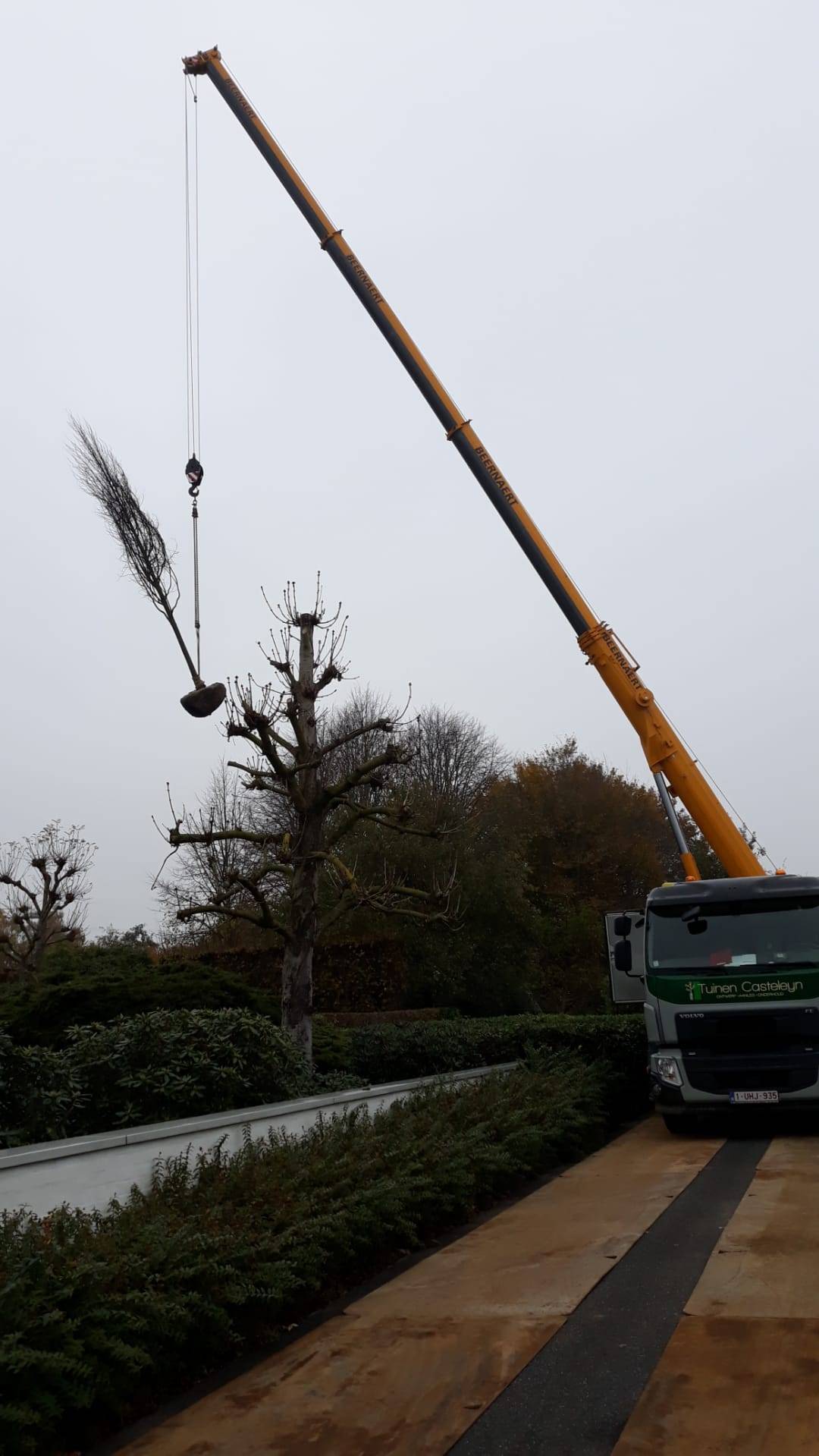 Aanplanten grote bomen