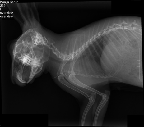 Digitale radiografie van een konijn, controle gebit