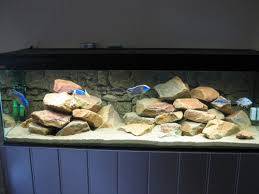 aquarium met Malawi Cichliden
