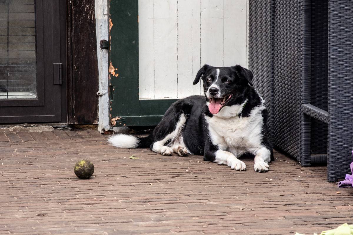 balspelletjes