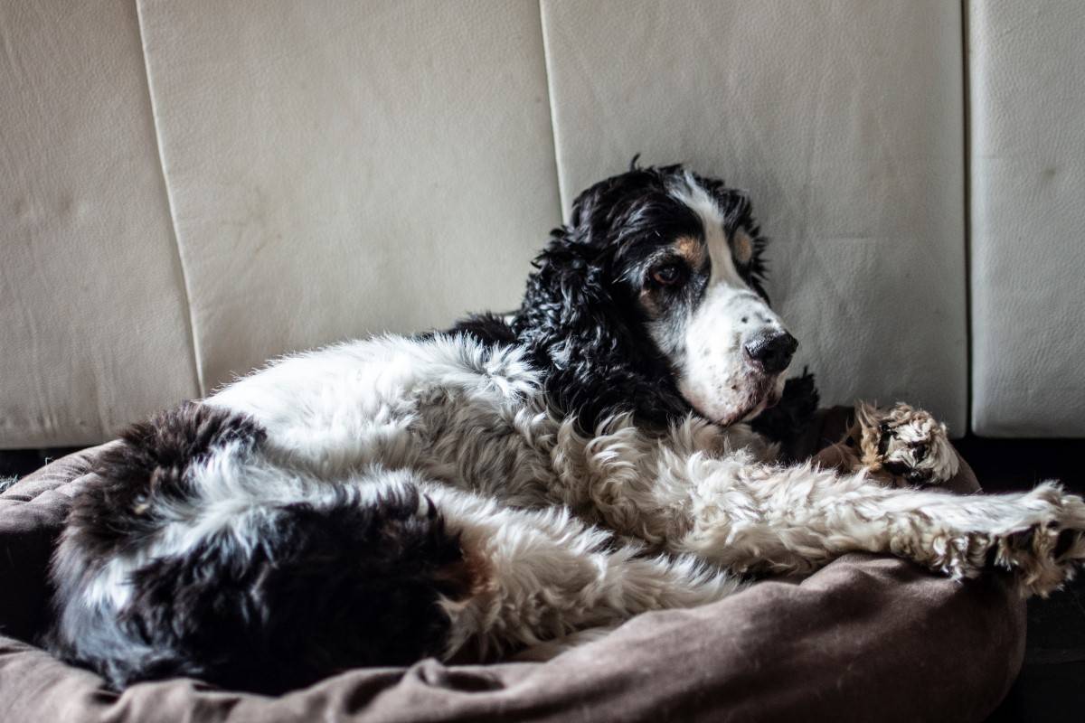 relaxen in een gouden mand