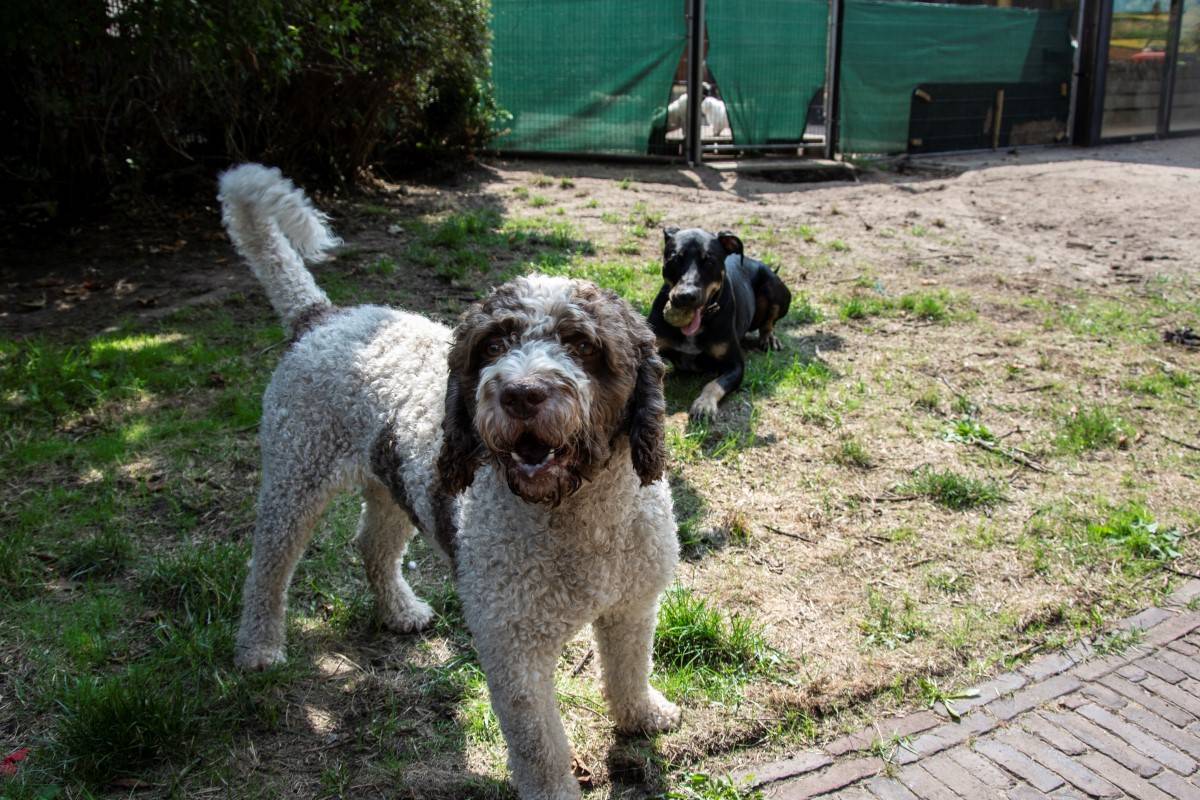 nieuwsgierige honden