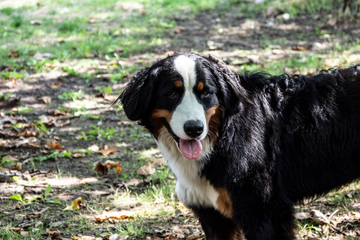 Gelukkige honden
