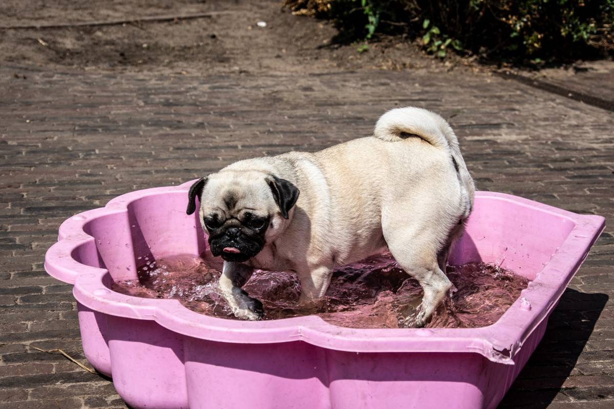 Waterpret